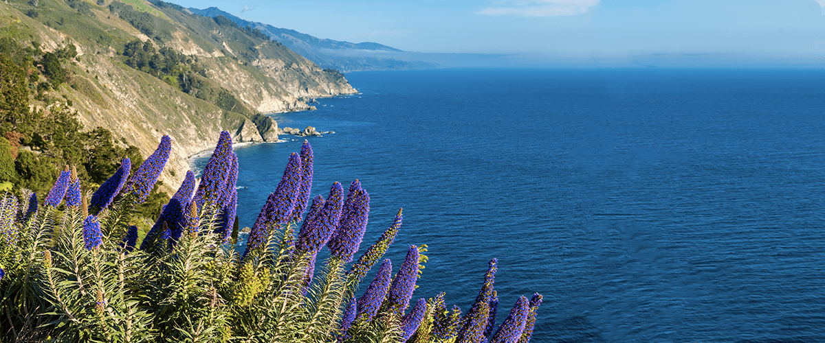 A view of the ocean from above with purple flowers.